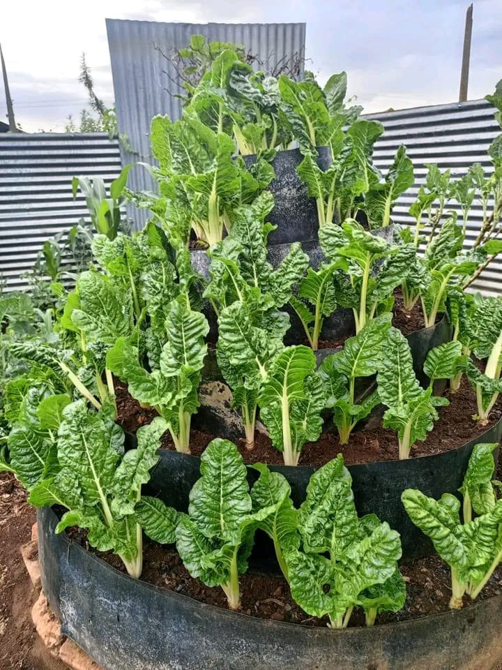 Agricultural field deployment